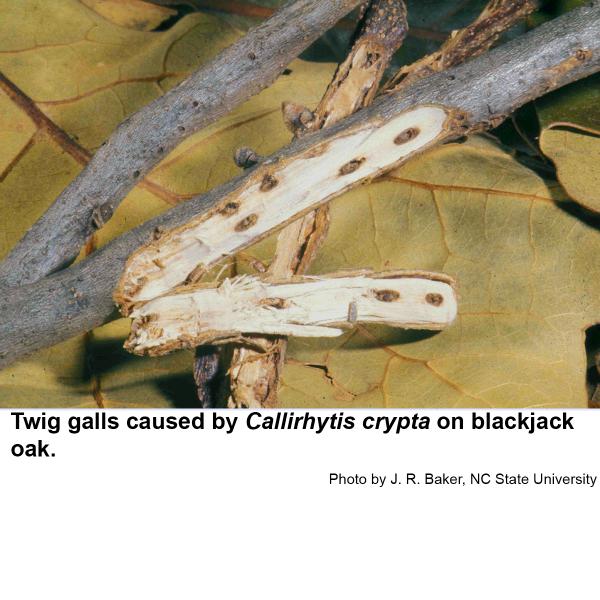Twig galls caused by Callirhytis crypta